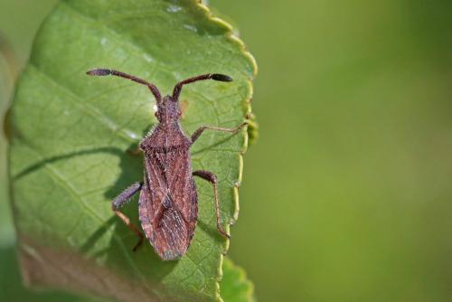 Coriomeris denticulatus